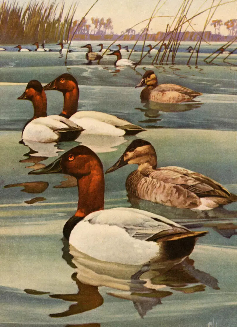 1946 Vintage Canvasback Duck Hunting Print