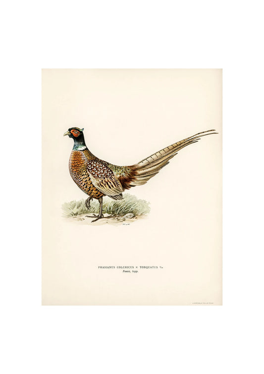 Ringneck Pheasant