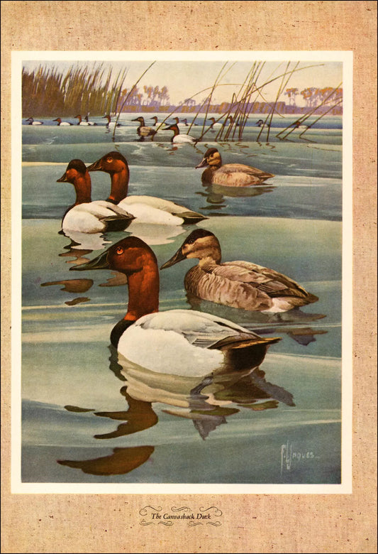 1946 Vintage Canvasback Duck Hunting Print